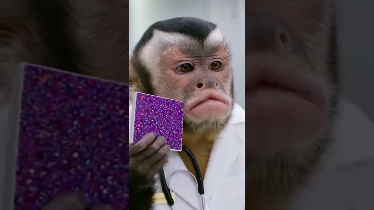 When your monkey doctor is also a glam guru! 🐒✨ 