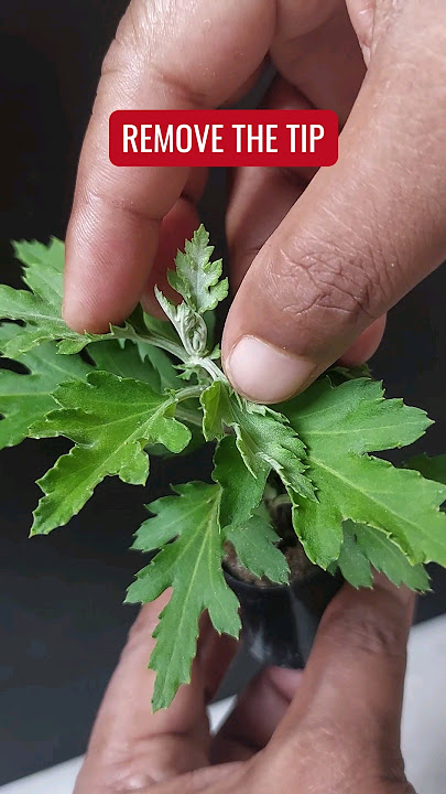 WHEN to  Pinch Chrysanthemum Plants?