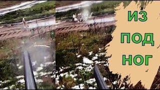 Выскочил ИЗ ПОД НОГ!!УДАР дроби в ЗАЙЦА на ВИДЕО!!Охота на зайца.Hunting a hare in Belarus. Выскочил ИЗ ПОД НОГ!!УДАР дроби в ЗАЙЦА на ВИДЕО!!Охота на зайца.Hunting a hare in Belarus.