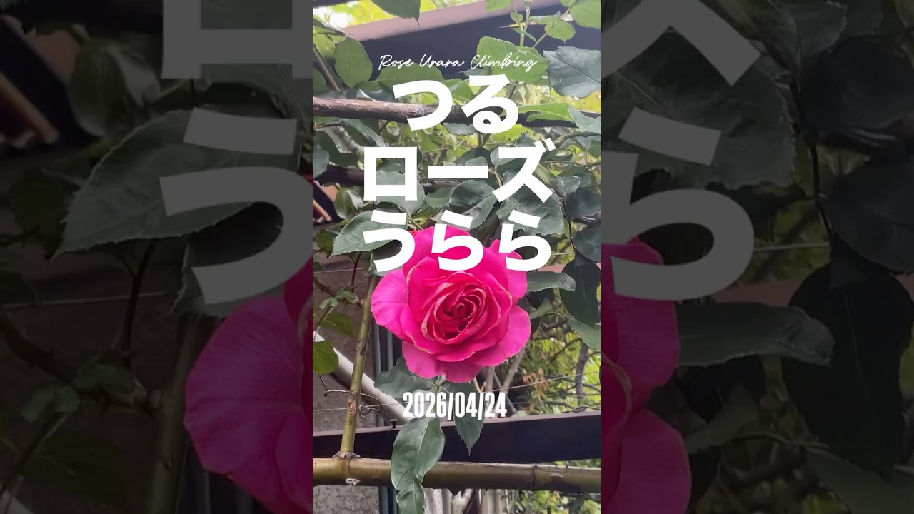 Climbing Rose Urara (Rose Urara) - April 24, 2026. A climbing rose