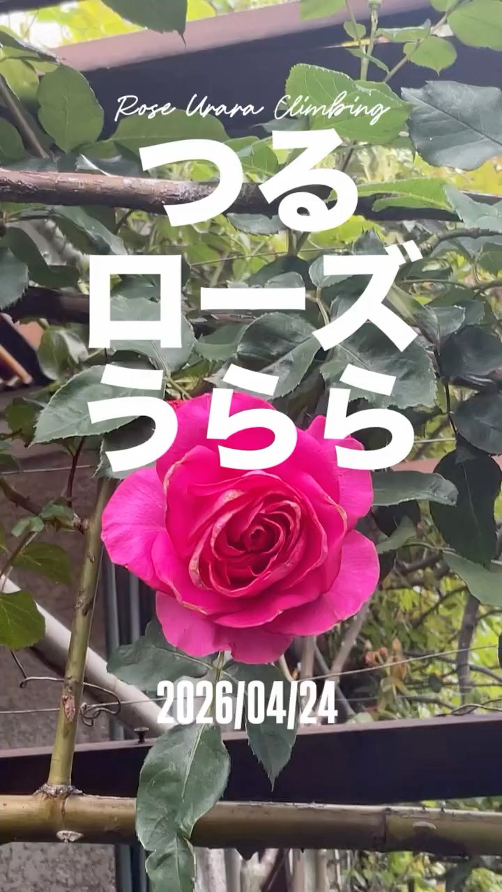 Climbing Rose Urara (Rose Urara) - April 24, 2026. A climbing rose