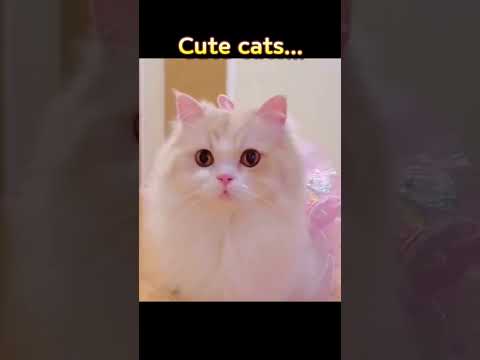 귀여운 고양이들..// Cute cats..