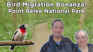 Bird Migration Bonanza at Point Pelee National Park with Warblers, Vireos, Flycatchers and more