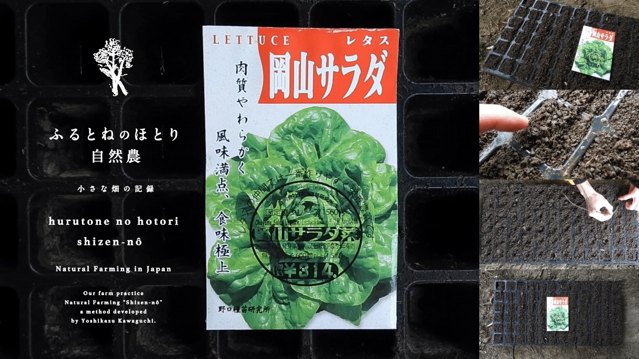 「レタス」の育苗〜畑の土１００%で育苗できる？検証〜場所を選ばず用意した新しい畑の土〜26年2月25日