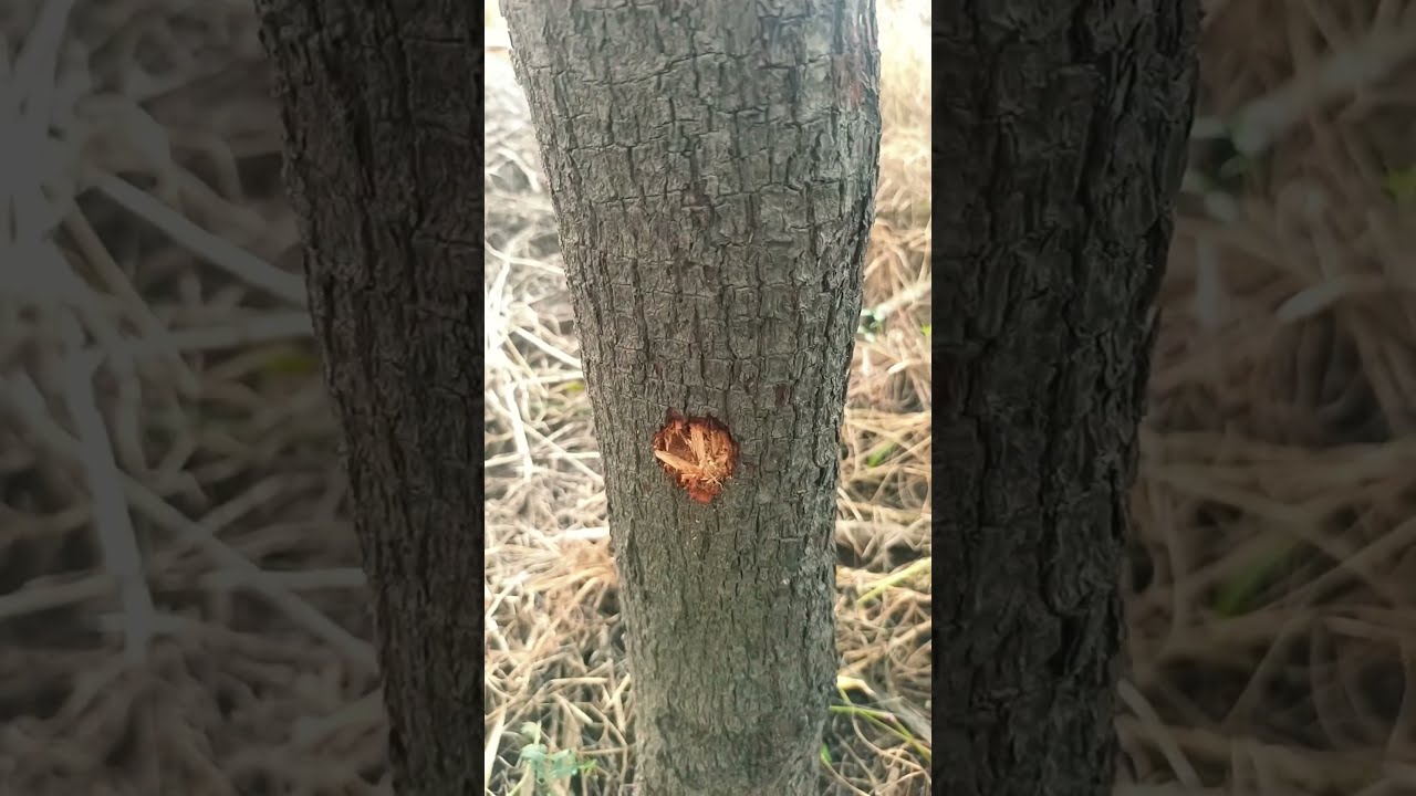 ಗಂಧದ ಮರ #ಶ್ರೀಗಂಧ ಮರ