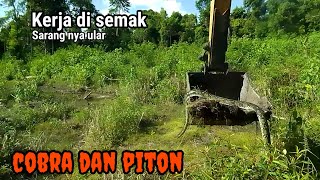 Excavator garap semak sarang nya ular cobra dan phyton