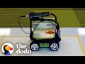 Watch this fish drive to his mom to get treats  the dodo