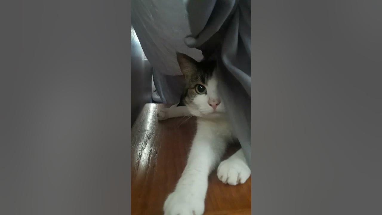 CAT GETS STUCK IN THE CURTAIN YouTube
