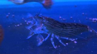Bamboo Shrimp (Atyopsis moluccensis) - Tropical Fish
