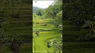 nikmat Banget Suasananyashortsalamnuansaaldanegunungansawahhijaualamindonesia