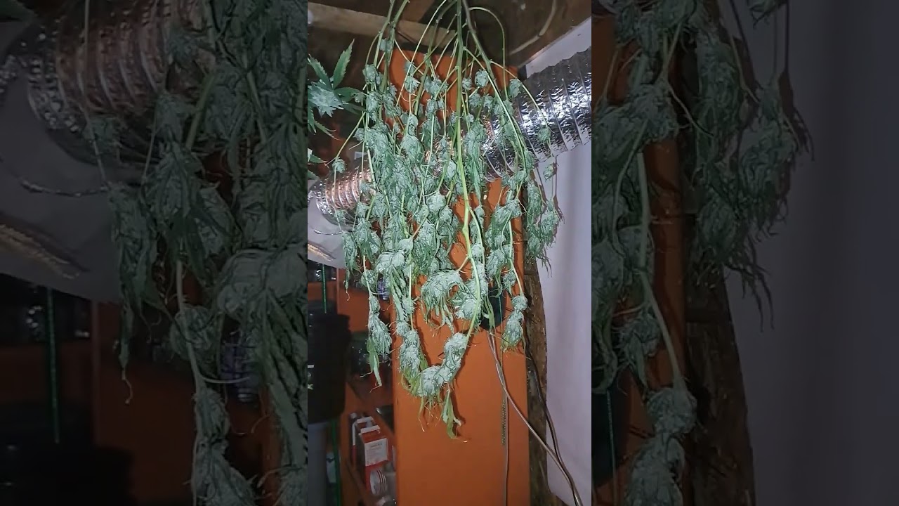 chop end week 8 pineapple og