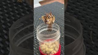 Hungry Squirrel Packs Peanuts Into Mouth