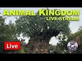 🔴 Live: Animal Kingdom Rope Drop Rides &amp; More Tuesday Morning | Disney World Live Stream 1.13.2026