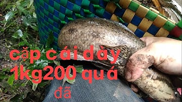 thăm lờ cá lóc dính cá dày khủng 1,2 kg @.........