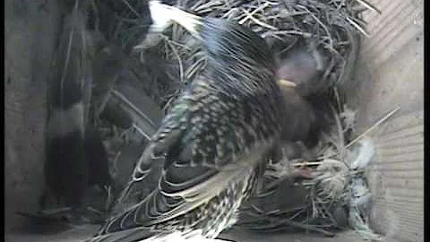 April 30 Starlings 4 days old.