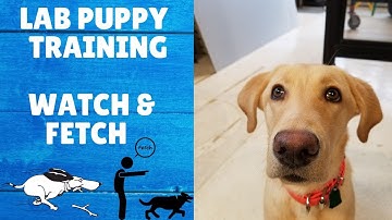 Adorable Labrador Puppy Learns to Watch and Fetch - A Cute Journey!