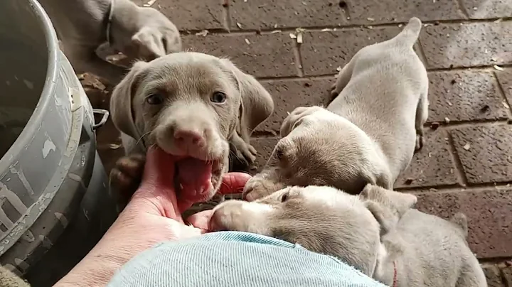 Swartz Weimaraners
