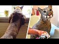 They Adopted a Puma, See What Happened Next