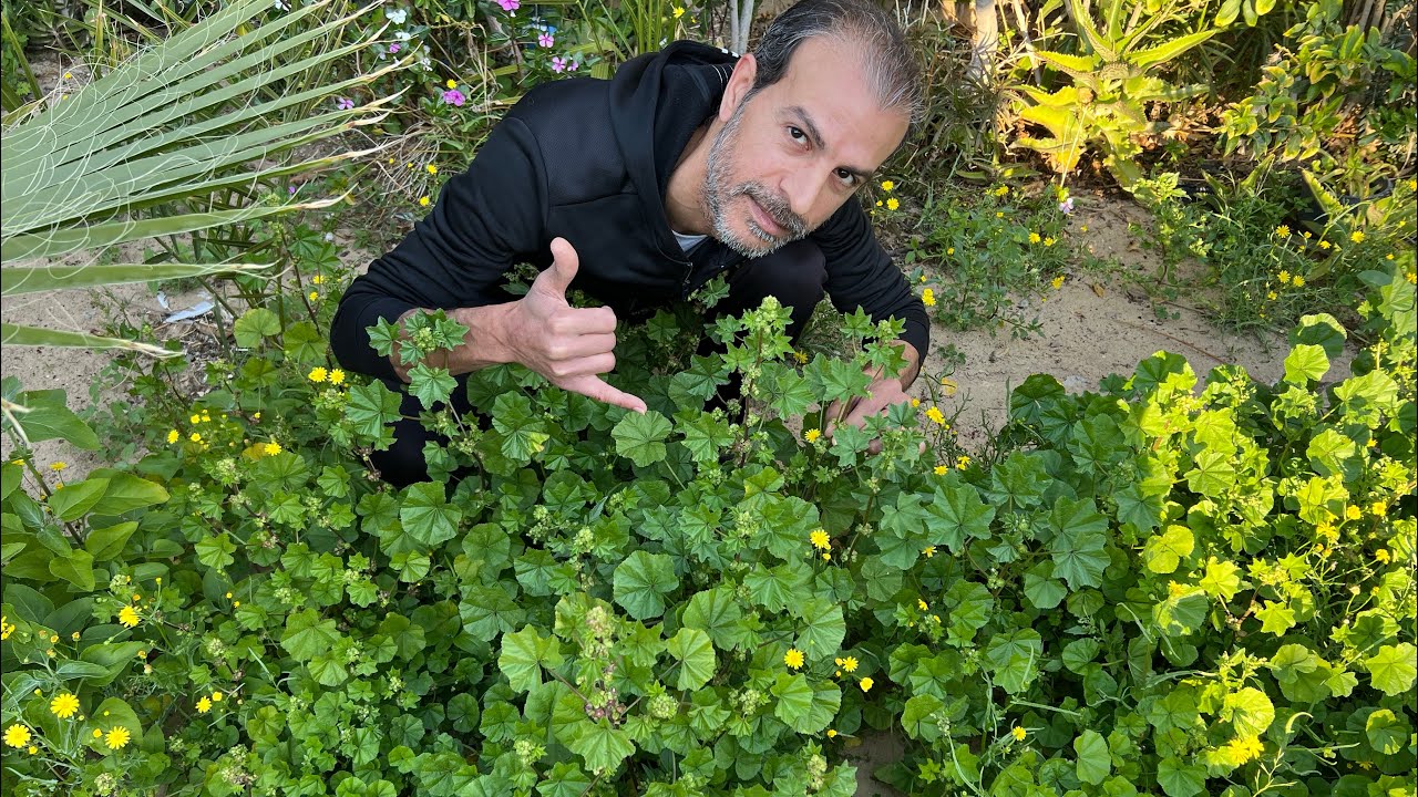 أكلة شتوية ورمضانية بامتياز 🥣🌿😋 تظهر مرة واحدة كل عام 👌نفسي تجرّبوها وتستفيدوا من خيراتها 