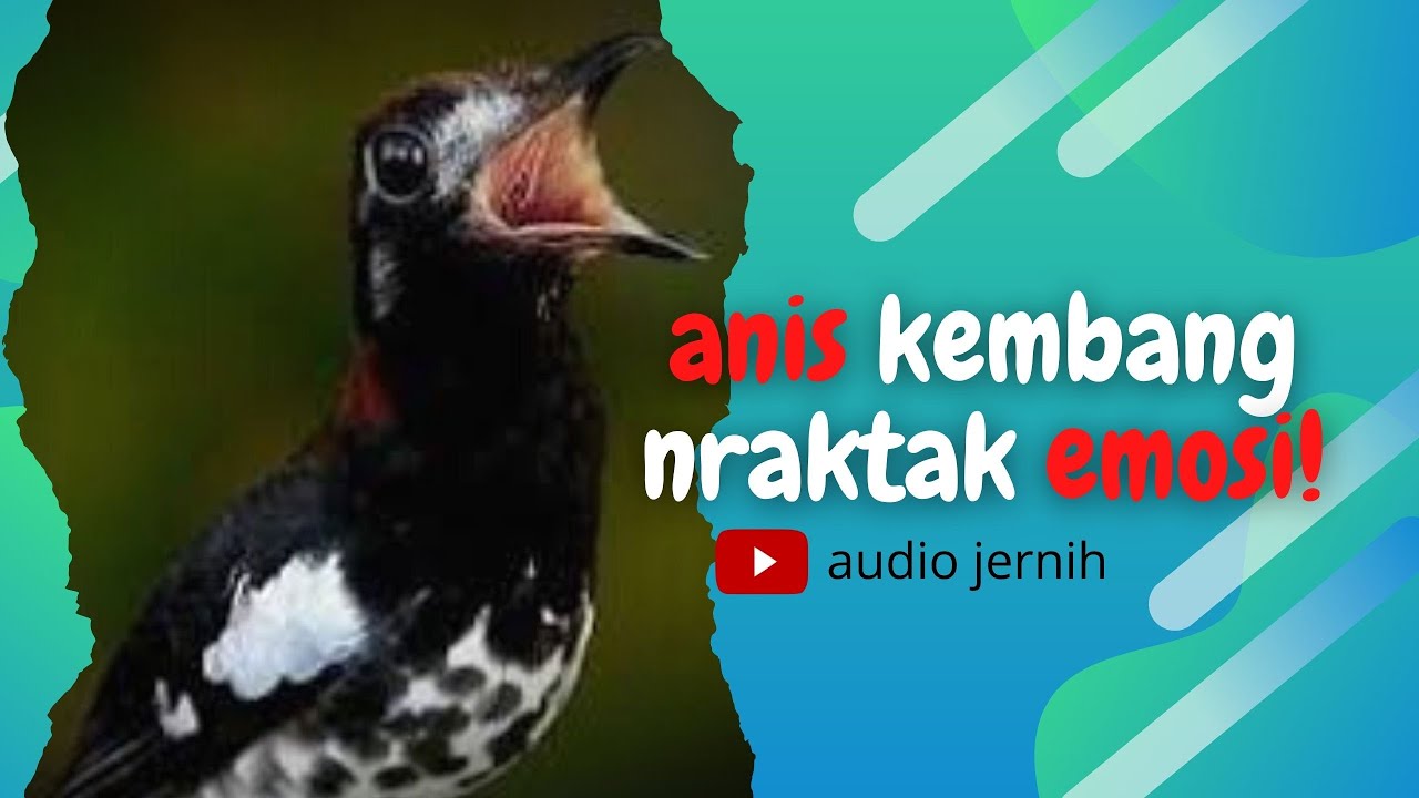 ANIS KEMBANG NGEPLONG - NGECIS DAN NRAKTAK -cocok untuk pembangkit birahi jantan kurang birahi