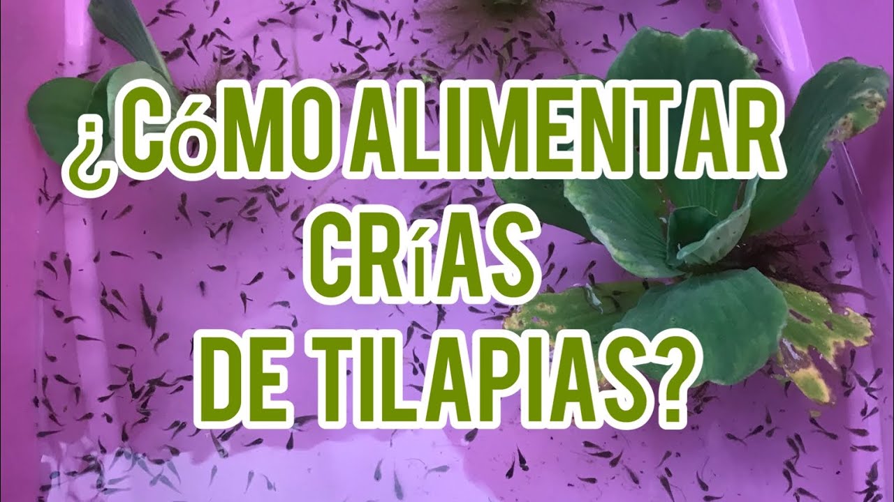 Cómo alimentar crías de tilapias de días de nacidas. 3,000 alevines de