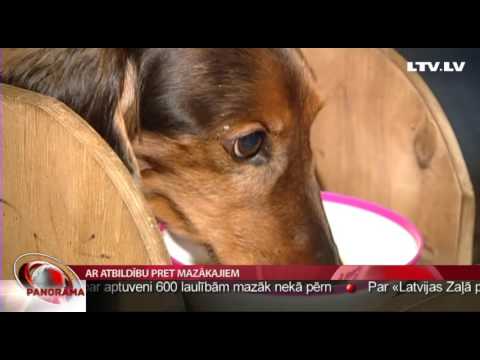 Video: Suņu Acu Alerģijas