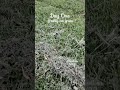 freshly cut grass - moments