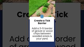 DIY Ways To Get Rid Of Ticks