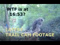 Hawks owls snakes  ohmy latest trail cam footage from oldcootcamping in central texas