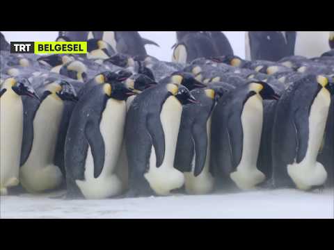 Video: Penguenler hakkında ilginç gerçekler. Antarktika Penguenleri: açıklama