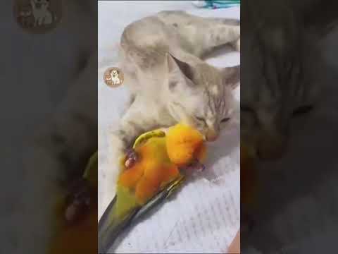 lovely animals