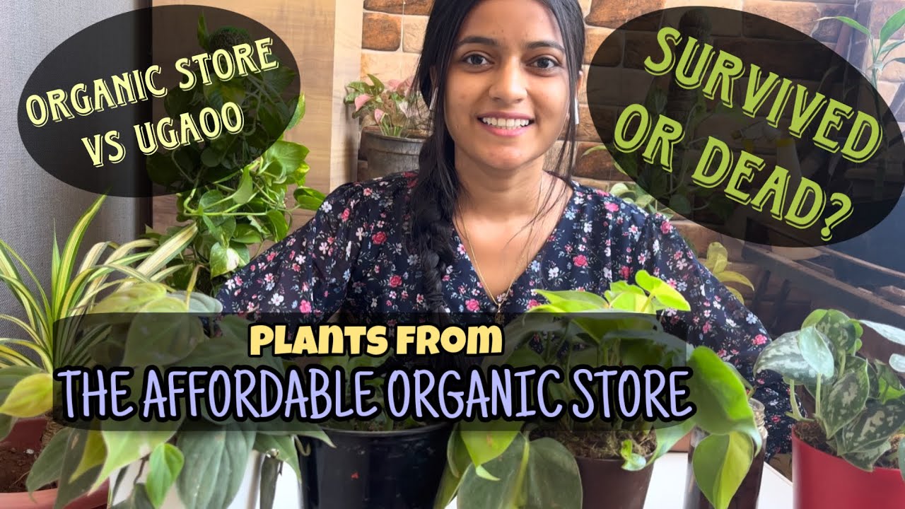 Did plants from Affordable Organic Store survive?? Online Plant