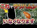 【超簡単】家である物を使って簡単にウリハムシを退治できます!5分でできるのでぜひやってみましょう!