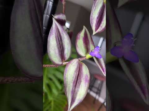 Vídeo: Flor tradescantia zebrina?
