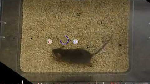 Automated detection of Circling in Mice using LABORAS