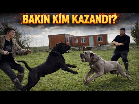 GIANT CANE CORSOS FACE OFF – WHO IS STRONGER? | CARLOS vs HEKTOR