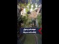 مواطن موصلي يحول زقاقه الضيق إلى حديقة مصغرة