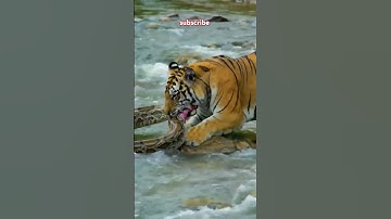 tiger preying on a large python#shorts#animals #tiger
