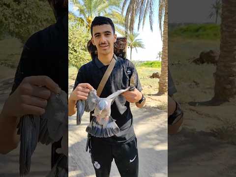 شاهدصيد طائر الطبان هم تحبون الصيد الطيور اذكرو اللله قميري صيد الطبان كشتات المطر البر