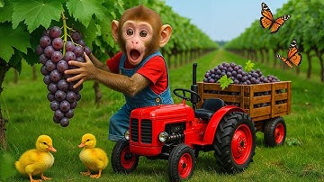 Monkey Na Na Drives Tractor to Rescue the Missing Duckling 🐥🚜 | A Surprising Farm Adventure!