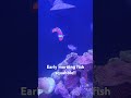 Early Morning Fish Squabble #aquarium #reeflife #clownfish