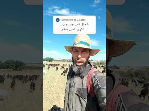 ثمن صغار الماعز في اسبانيا