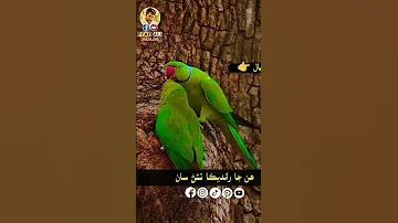 Sadpoetry 