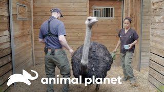 Avestruz se recupera de rara enfermedad gastrointestinal | El Zoológico del Bronx | Animal Planet