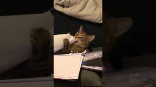Cat makes innocent face after destroying my homework