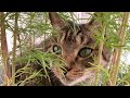 フジファブリック セレナーデ TAIFU カバー