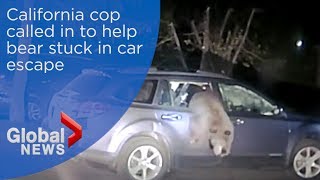 Bear gets stuck in car, needs help from police to escape