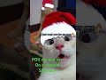 #christmas #christmastree #song#music#christmasmusic