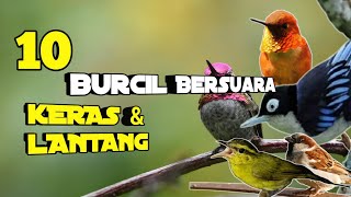 10 Jenis Burung Kecil Cocok Buat Masteran | Paling Populer di Indonesia