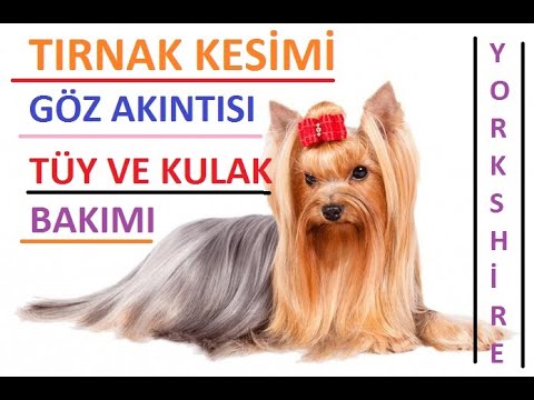 Video: Yorkshire Terrier'in Paltosunu Sağlıklı Tutmak